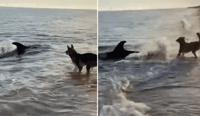 La curiosa escena muestra el insólito momento en que un perro conoce a un delfín en la playa. Foto: Facebook.