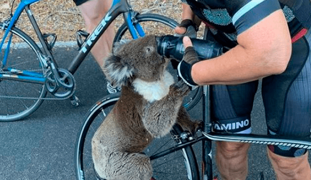 Video es viral en YouTube. Ciclista grabó la insólita escena de la que fue testigo cuando hacía un recorrido junto a sus amigos y se topó con un sediento koala