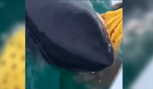YouTube viral: enorme tiburón ataca bote de pescadores y les roba su botín [VIDEO]