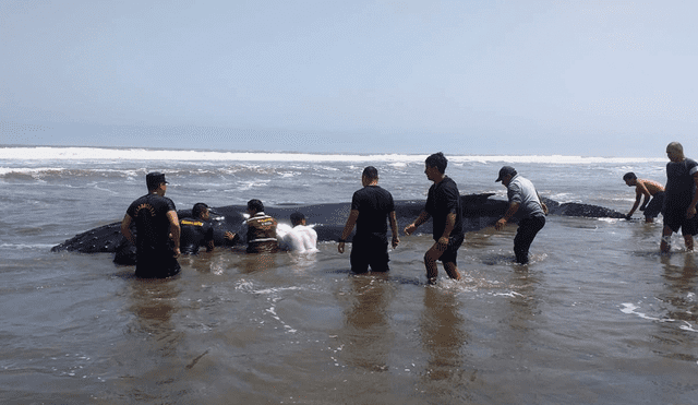 Pescadores, pobladores y autoridades se unen para salvar a ballena.