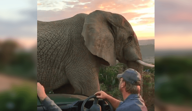 Desliza las imágenes hacia la izquierda para observar la noble acción de un elefante al notar la presencia de turistas.