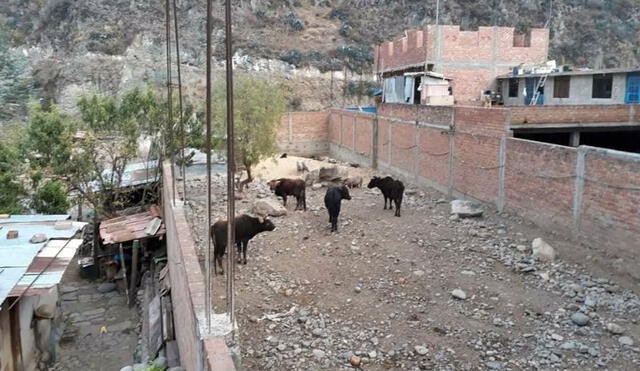Huaraz: toro se escapa de camal y ataca de poblador