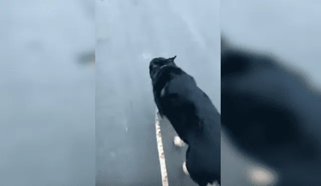 En YouTube, un perro se emocionó al salir a la calle para dar su paseo diario acompañado de su dueño.