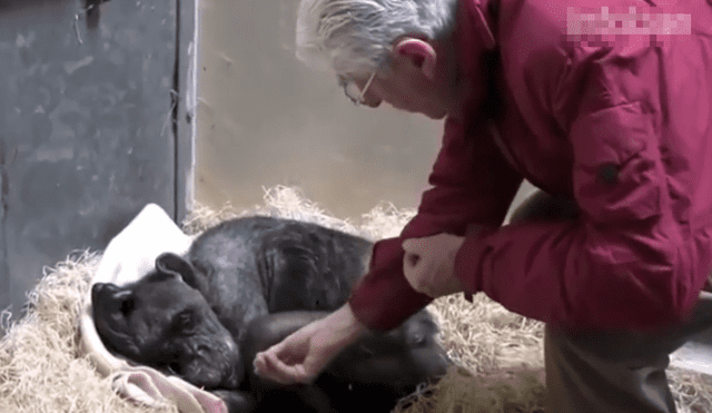 YouTube: Chimpancé agonizando reconoce a un viejo amigo en un conmovedor reencuentro [VIDEO]