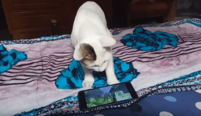 Es viral en Facebook. Dueño del gato grabó la graciosa conducta del felino, luego de que este encontrara su celular en su cama.