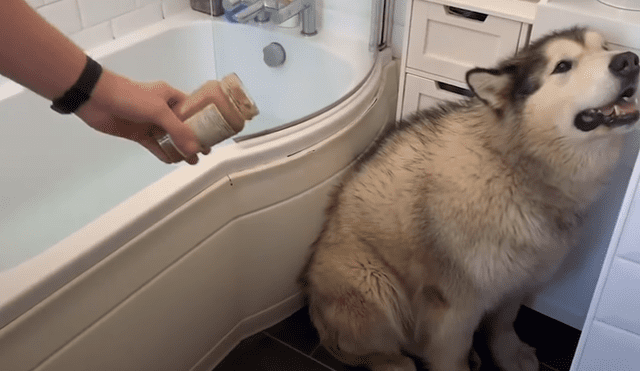 El can se resistió a bañarse y sus dueños hicieron de todo para convencerlo. Foto: YouTube