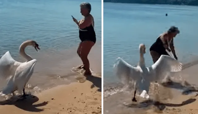 YouTube viral: intenta tomarse 'selfie' con cisne y queda aterrada segundos después [VIDEO]