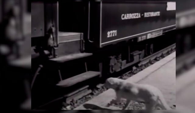 Lampo sabía conectar trenes y viajaba a diversas ciudades. Foto: YouTube/Experto Animal