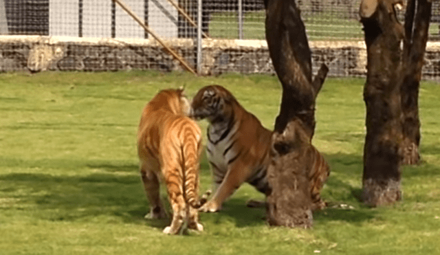 YouTube viral: tigre se reencuentra con su pareja y escena de amor dentro de jaula cautiva a miles [VIDEO]