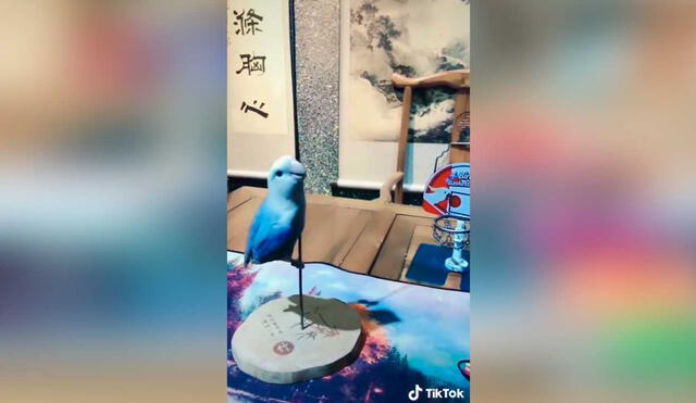 Desliza las imágenes para ver la singular demostración de talento que hizo esta pequeña ave. Fotocaptura: LxiuWeng /Tiktok