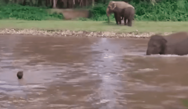 YouTube viral: Elefante se convierte en héroe al socorrer a joven que se ahogaba en profundo río [VIDEO]