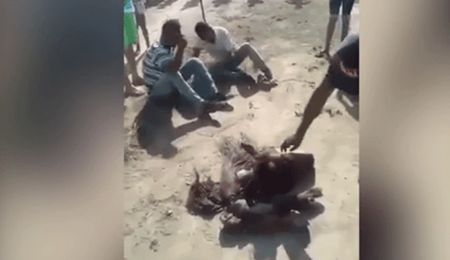 Venezuela: linchan a dos hombres por descuartizar a caballo para comérselo [VIDEO]