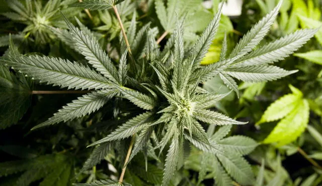 Cedro se mostró de acuerdo con legalización de la marihuana con fines medicinales