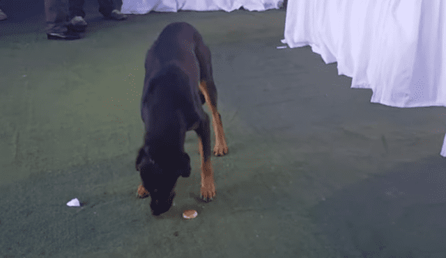 Facebook viral: Perro es protagonista del 'viral del día' al llevarse bocaditos de una boda en Chile [VIDEO]