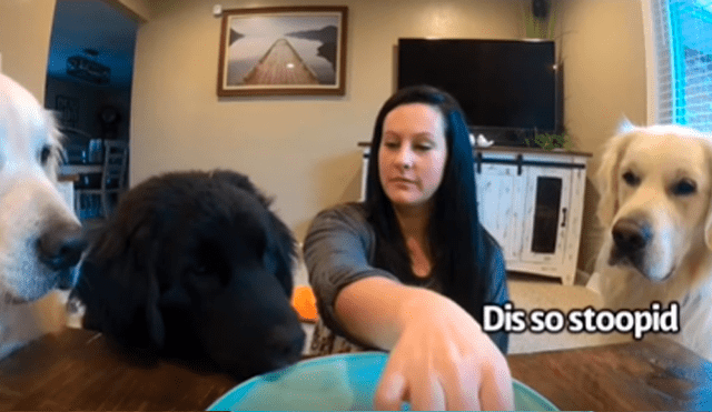 Facebook viral: mujer ‘trolea’ a sus perros con comida ‘invisible’ y estos tiene peculiar reacción al descubrir el engaño