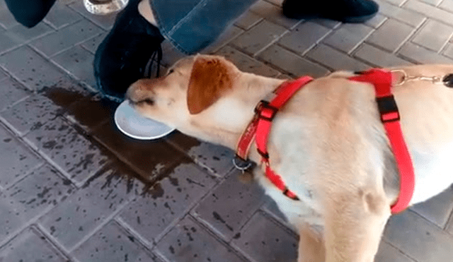 Facebook: perro se cansa de tanto jugar y aplica inesperado 'truco' para hidratarse [VIDEO]