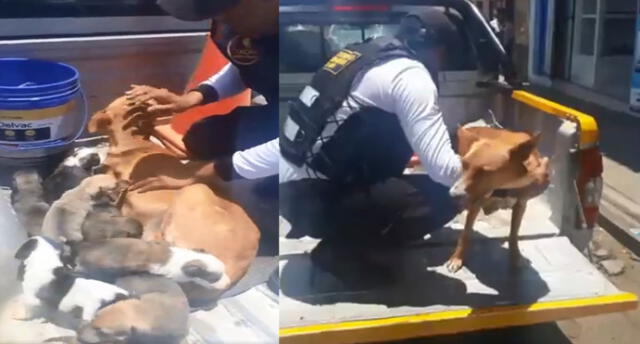 Perrita herida junto a sus 10 cachorros fueron rescatados en Tacna [VIDEO]