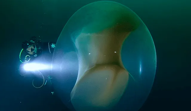 YouTube viral: buzo descubre extraña ‘burbuja’ en fondo del océano y miles quedan asombrados al saber qué es realmente. Foto: Ronald Raasch
