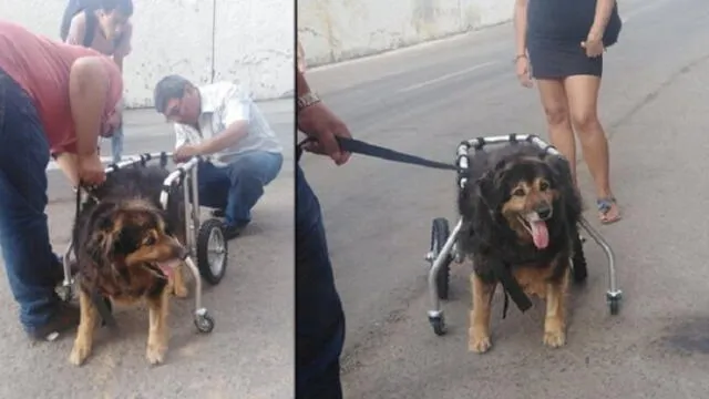 San Marcos: ‘Perrovaca’ recibió silla de ruedas por problemas en la cadera que le impiden andar