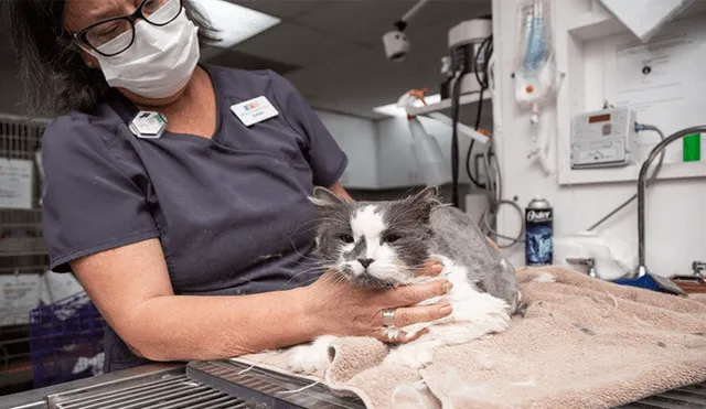 Mediante Facebook se hizo viral la historia de un gato rescatado, el cual lucía irreconocible.