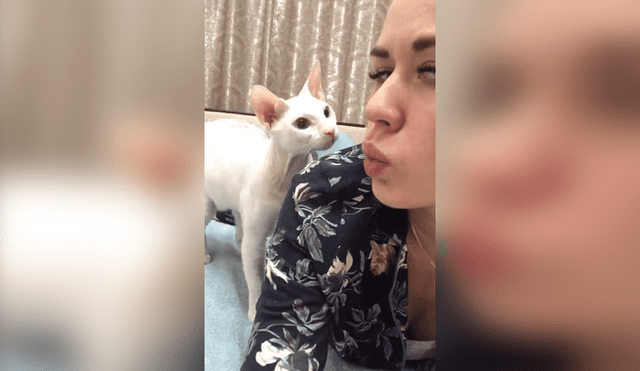 Facebook: pidió un 'beso' a su gato y recibió una respuesta inesperada