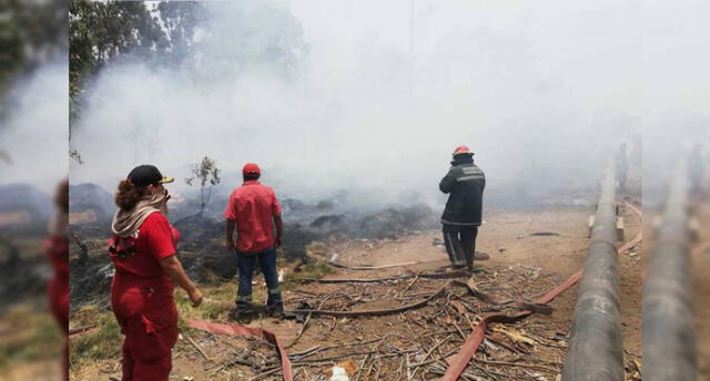 Áncash: controlan incendio que destruyó más de tres hectáreas de Vivero Forestal de Chimbote