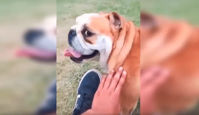 En Facebook, un joven le dijo ‘feo’ a su perro y no imaginó que su mascota lo iba atacar ferozmente.