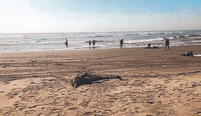 Hallan 30 lobos marinos y 5 delfines varados en playas de Lambayeque