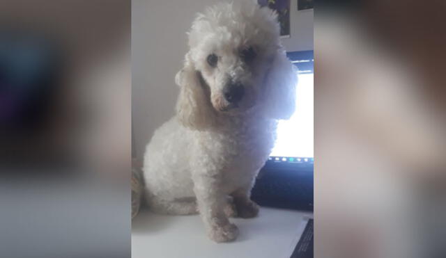 Desliza las imágenes para ver más sobre Bonzo, el perrito que ha cautivado las redes sociales por su tierno comportamiento. Foto: Twitter