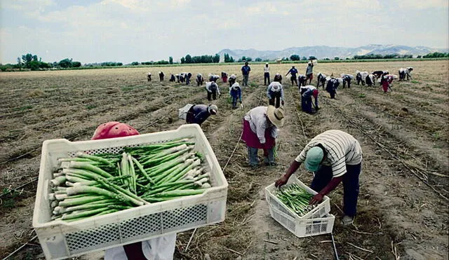 Ley de promoción agraria: CGTP también rechaza ampliación de norma que vulnera derechos laborales