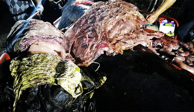 Ballena muere por tener 40 kilos de plástico en el estómago [FOTOS]