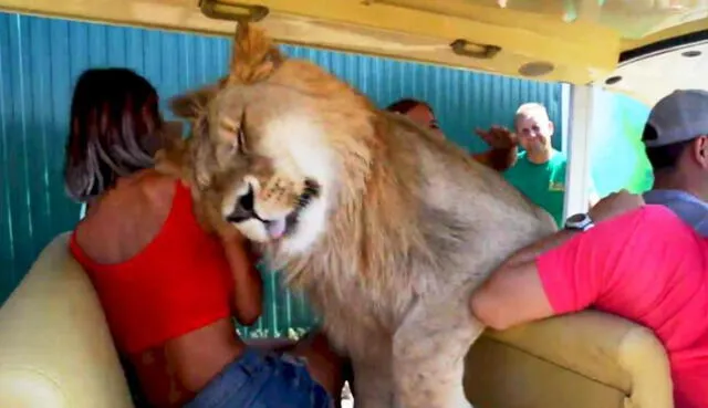 León saltó a carro con turistas que hacían safari y ocurrió lo impensado [VIDEO]
