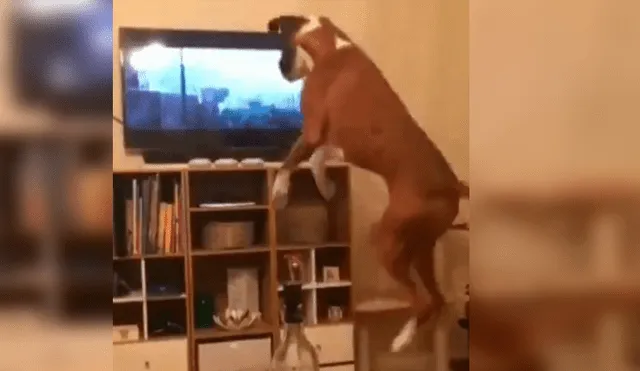 Video es viral en YouTube. El can protagonizó una divertida escena al ser captado imitando los grandes saltos del perro que aparece en la famosa cinta