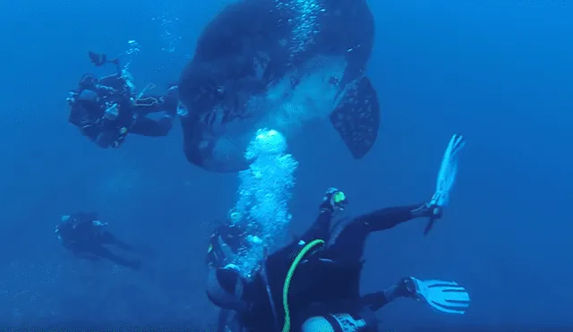 YouTube viral: Unos buzos se toparon con misteriosa criatura en el mar de Portugal [VIDEO]