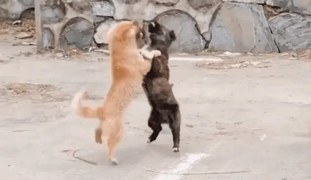 Facebook: furiosos perros se enfrentan, pero terminan 'bailando' romántica canción [VIDEO]