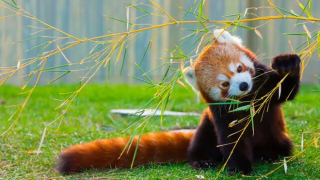 Panda rojo. Foto: difusión.