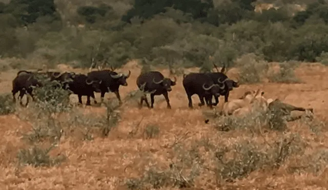 Hambrientos leones muerden a búfalo, sin imaginar que furiosa manada llegaría a su rescate [VIDEO]