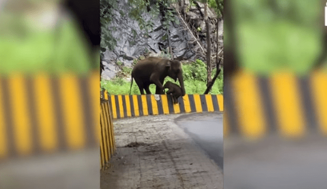 Video es viral en TikTok. El elefante bebé no podía continuar el camino de su manada y su madre se detuvo para socorrerlo. Fotocaptura: YouTube