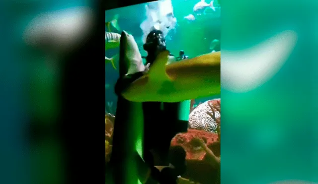 YouTube viral: buzo ingresa a acuario infestado de tiburones y se pone a bailar un ‘vals’ con uno de ellos