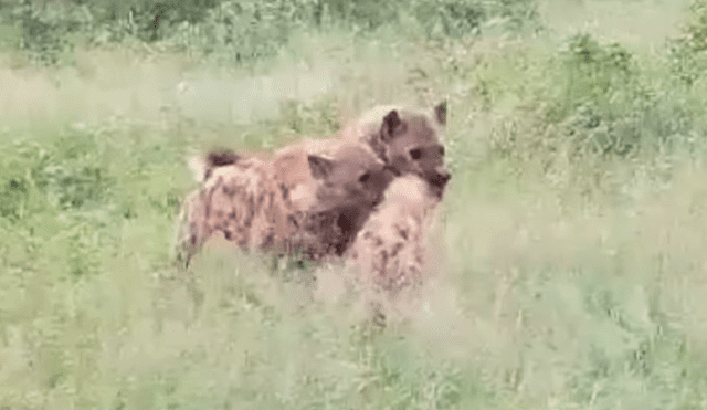 YouTube viral: hiena bebé es cruelmente atacada por clan rival y final sorprende [VIDEO]