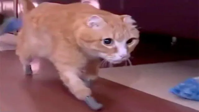 Gato usa cuatro patas biónicas luego de perderlas por congelación [VIDEO]