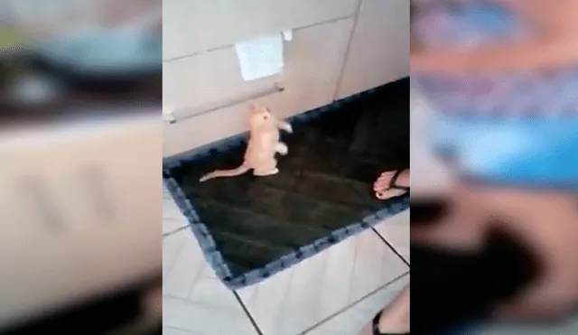 En Facebook, una señora sorprendió por su peculiar forma de criar a un pequeño gato que encontró en la calle.