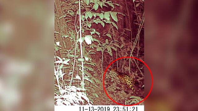 Hasta el momento solo se tenía conocimiento de la presencia del jaguar en el Parque  por el hallazgo de huellas y testimonios de comuneros locales. (Foto: Captura de video)