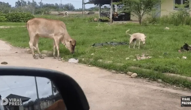 Desliza para ver el desenlace de este video que se volvió viral en Facebook. Foto: Captura.