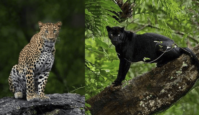 El fotógrafo logró captar a una pantera negra y un leopardo en una reserva forestal de la India. Foto: Mithum H