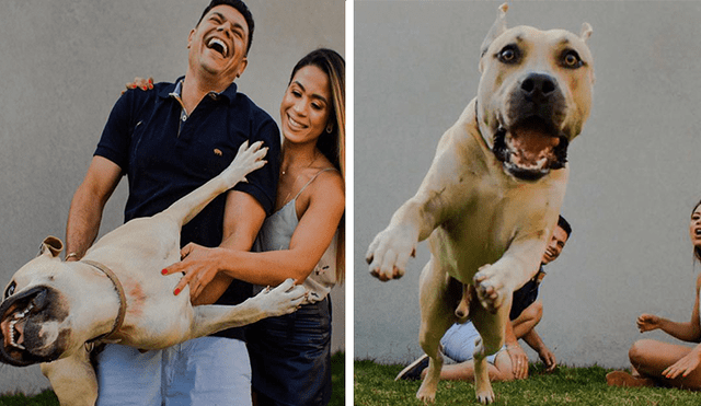 En Facebook, un travieso perro arruinó la sesión de fotos de sus dueños al colocarse delante de la cámara.