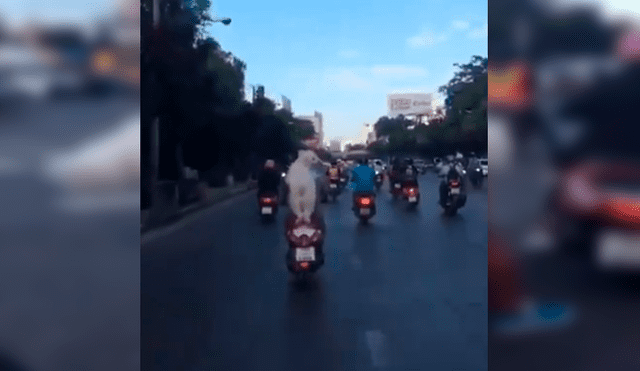 Video es viral en YouTube. Un hombre sacó a pasear a su perro en motocicleta, sin imaginar que el can se volvería famoso por su peculiar forma de viajar