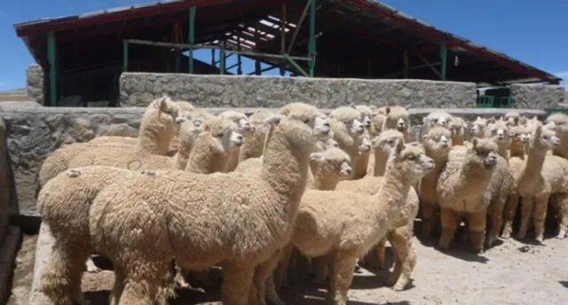 Por temporada de heladas colocarán 530 cobertizos para ganado en Arequipa 