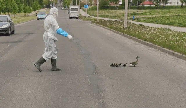 En YouTube se hizo viral el tierno momento en que un trabajador médico ayuda a cruzar la pista a unos patos.