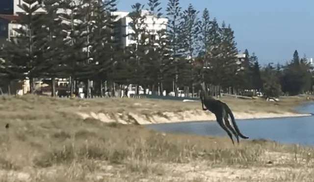 Vía YouTube: turista queda espantado al ver que 'misteriosa criatura' salta del mar para huir por tierra [VIDEO]